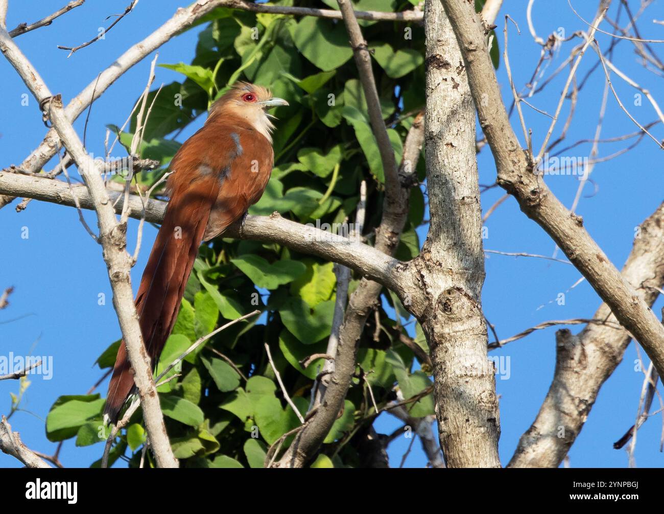 Écureuil Cuckoo, Piaya Cayana ; un oiseau adulte perché dans un arbre ; oiseaux du Pantanal et la faune, Pantanal, Brésil Amérique du Sud Banque D'Images