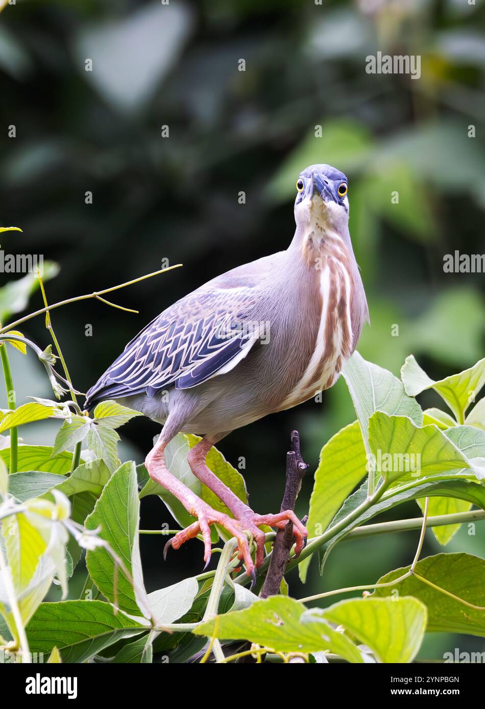 Héron strié, Butorides striata ; un oiseau adulte, vue de face, perché sur une branche, oiseaux du Pantanal ; Pantanal, Brésil Amérique du Sud. Banque D'Images
