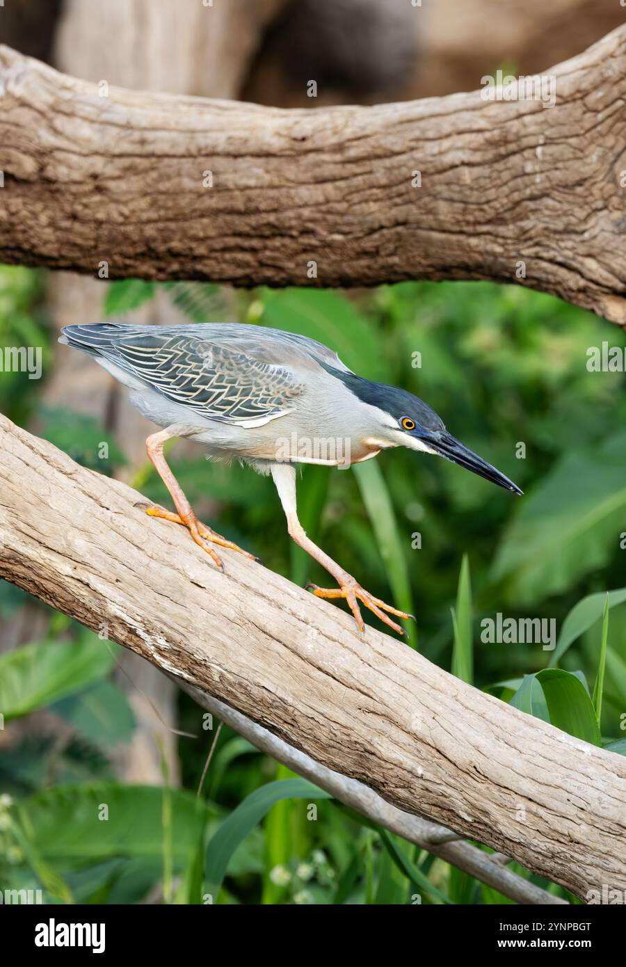 Héron strié, Butorides striata ; un oiseau adulte, vue de côté, perché sur une branche, oiseaux du Pantanal ; Pantanal, Brésil Amérique du Sud. Banque D'Images