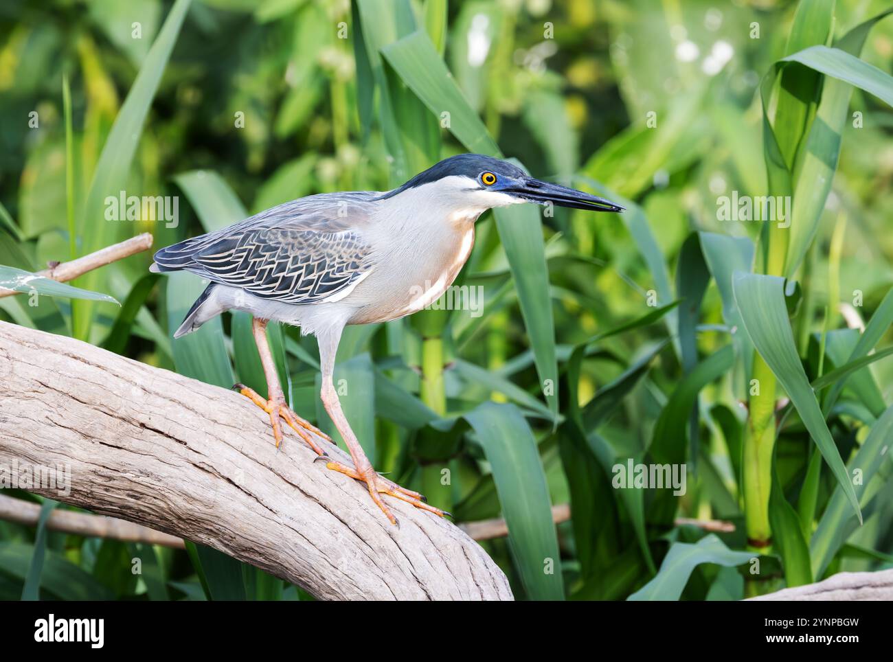 Héron strié, Butorides striata ; un oiseau adulte, vue de côté, perché sur une branche, oiseaux du Pantanal ; Pantanal, Brésil Amérique du Sud. Banque D'Images