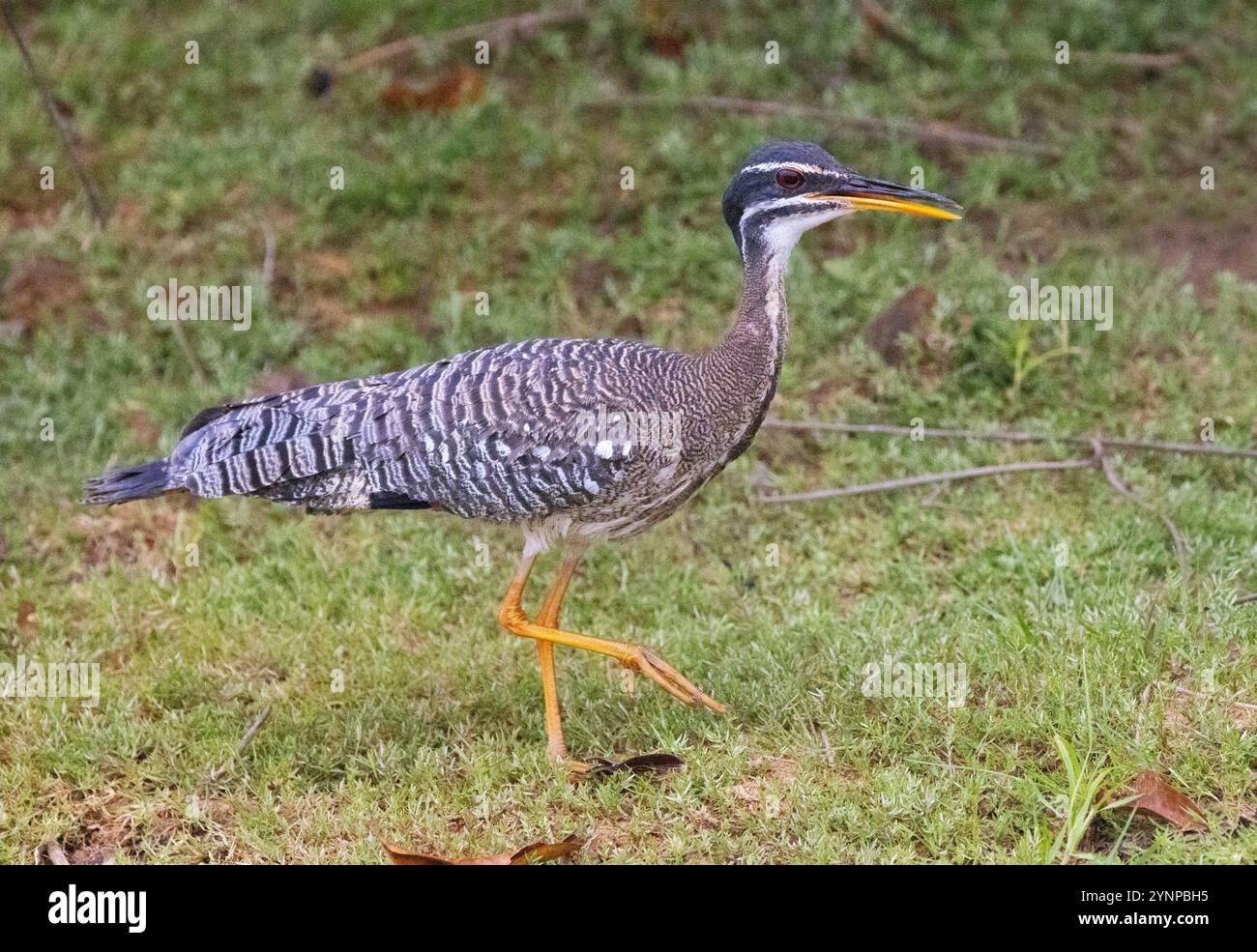 Sunbittern, Eurypyga helias, un oiseau adulte au sol, vue latérale, oiseaux du Pantanal, faune du Pantanal, Brésil Amérique du Sud Banque D'Images