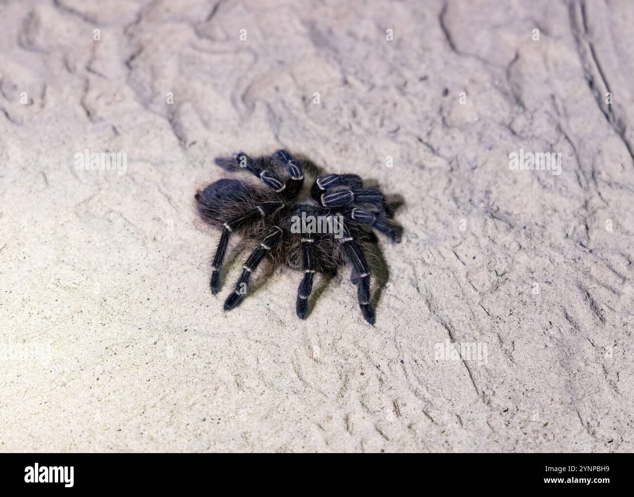 Tarentule noire brésilienne, Grammostola pulchra, un adulte dans la nature ; faune du Pantanal, grande araignée ; Pantanal. Brésil Amérique du Sud Banque D'Images