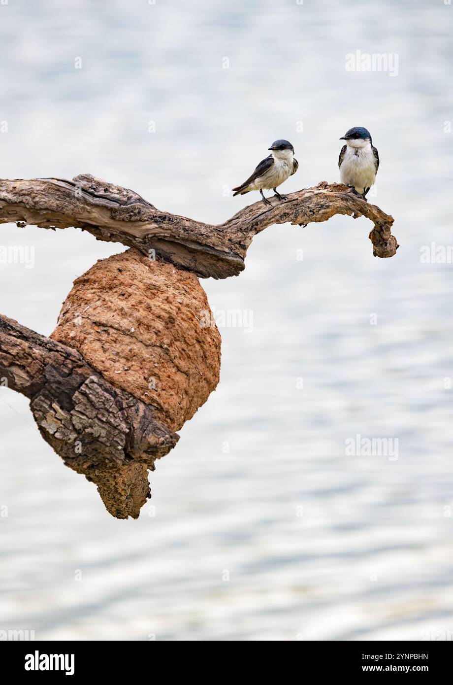 Hirondelle ailée blanche ; Tachycineta albiventer ; paire d'hirondelles ailées blanches avec nid ; oiseaux du Pantanal ; Pantanal, Brésil Amérique du Sud. Faune du Pantanal. Banque D'Images