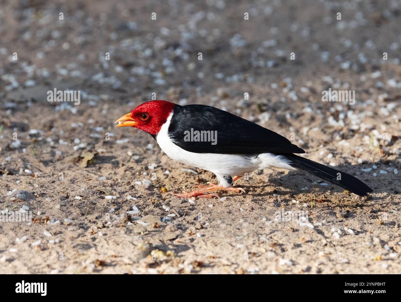 Cardinal à bec jaune, Paroaria capitata, un oiseau adulte au sol, vue latérale, oiseaux du Pantanal, Pantanal, Brésil Amérique du Sud Banque D'Images