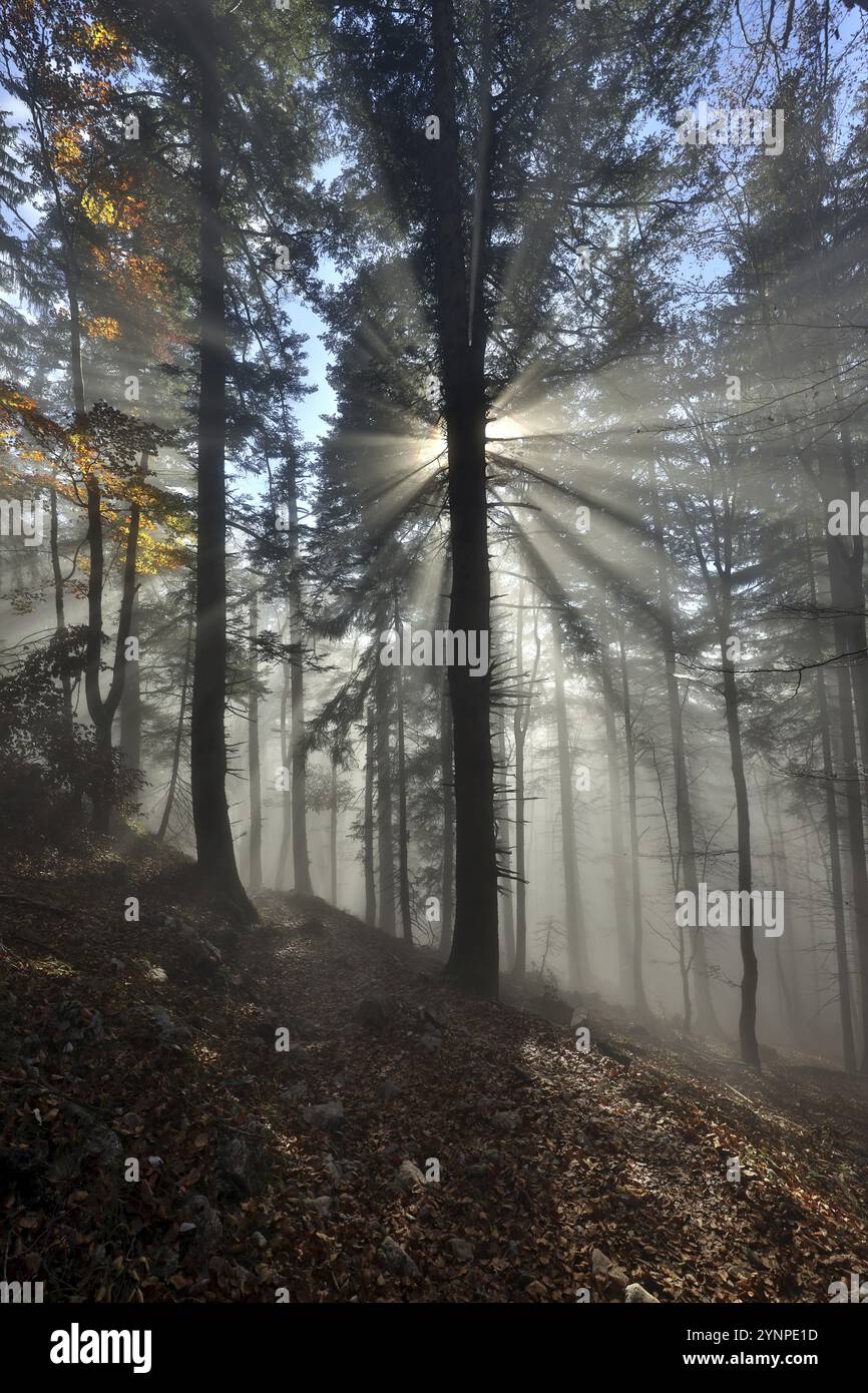 Les rayons de soleil pénètrent dans le brouillard dans une forêt de montagne, soleil du matin, Alpes de Chiemgau, haute Bavière, Bavière, Allemagne, Europe Banque D'Images