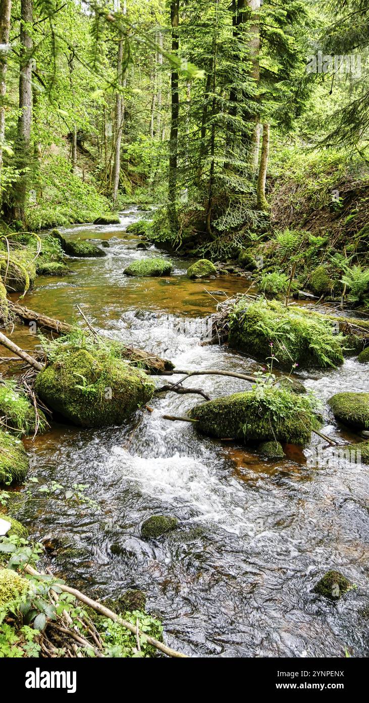 Lauterbach au milieu d'un merveilleux paysage forestier Banque D'Images