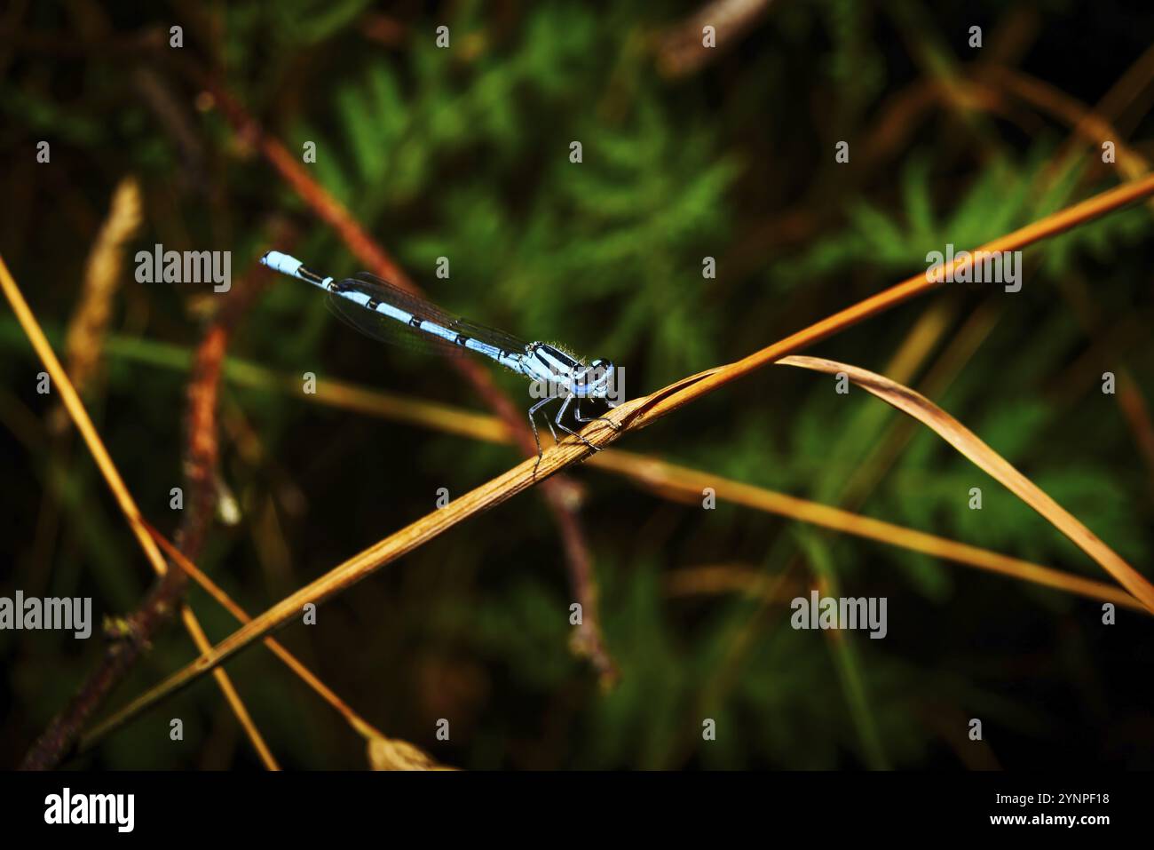 Une vue sur un petit pitch libellule dans l'habitat naturel Banque D'Images