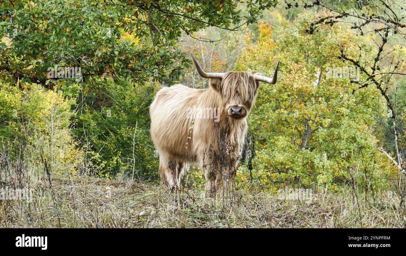 Bétail des Highlands en pâturage à Schoenbuch Banque D'Images