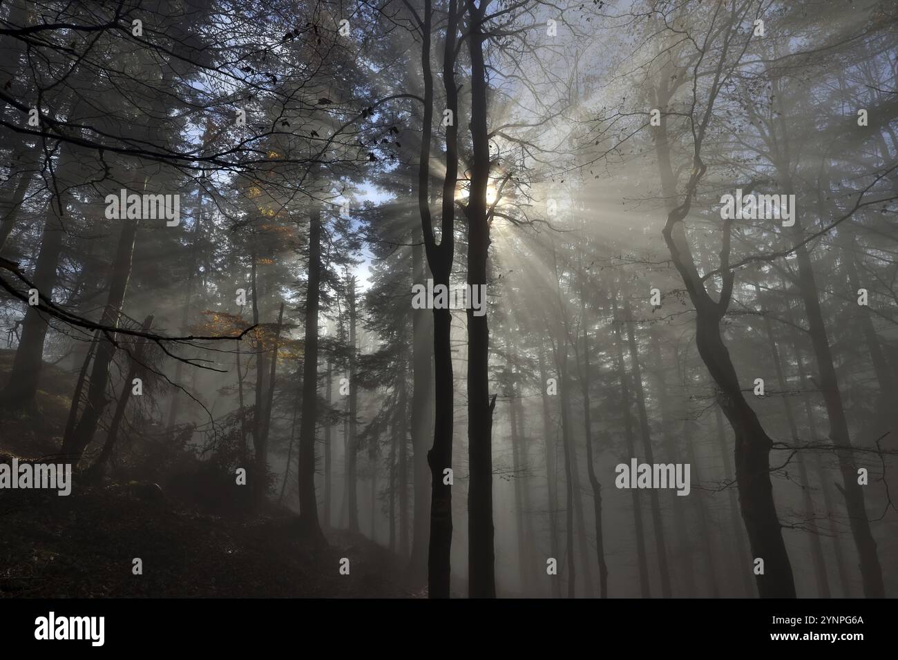 Les rayons de soleil pénètrent dans le brouillard dans une forêt de montagne, soleil du matin, Alpes de Chiemgau, haute Bavière, Bavière, Allemagne, Europe Banque D'Images