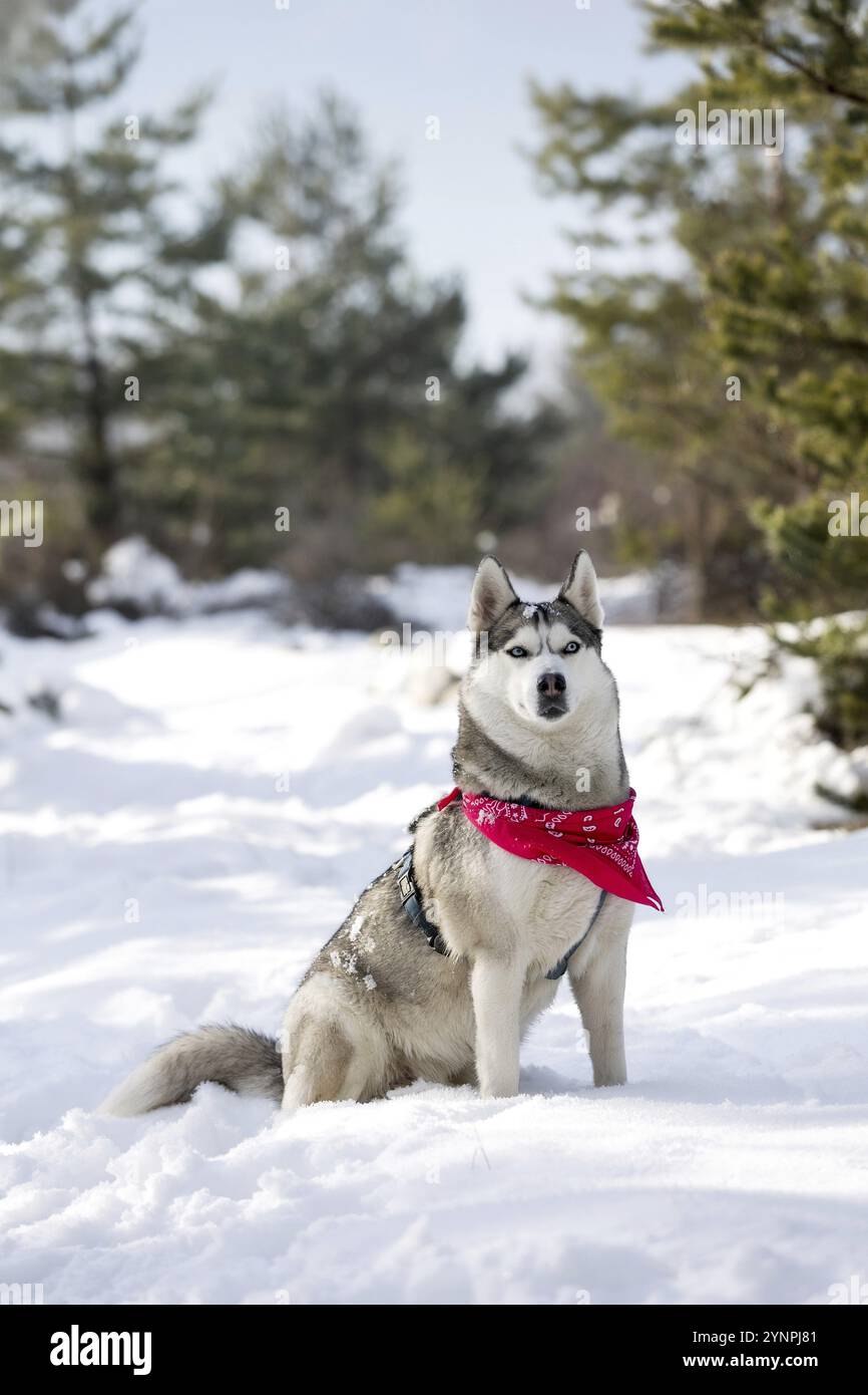 Portrait de chien Husky de race pure avec écharpe rouge, assis dans la forêt de neige, portrait Banque D'Images