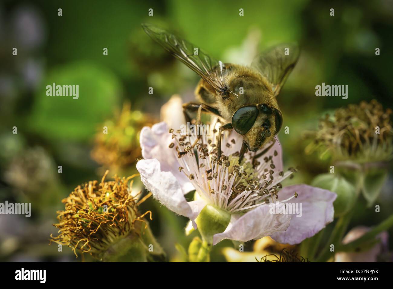 Une vue d'une abeille occupée pollinisant des fleurs colorées Banque D'Images