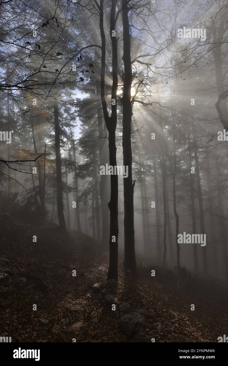 Les rayons de soleil pénètrent dans le brouillard dans une forêt de montagne, soleil du matin, Alpes de Chiemgau, haute Bavière, Bavière, Allemagne, Europe Banque D'Images
