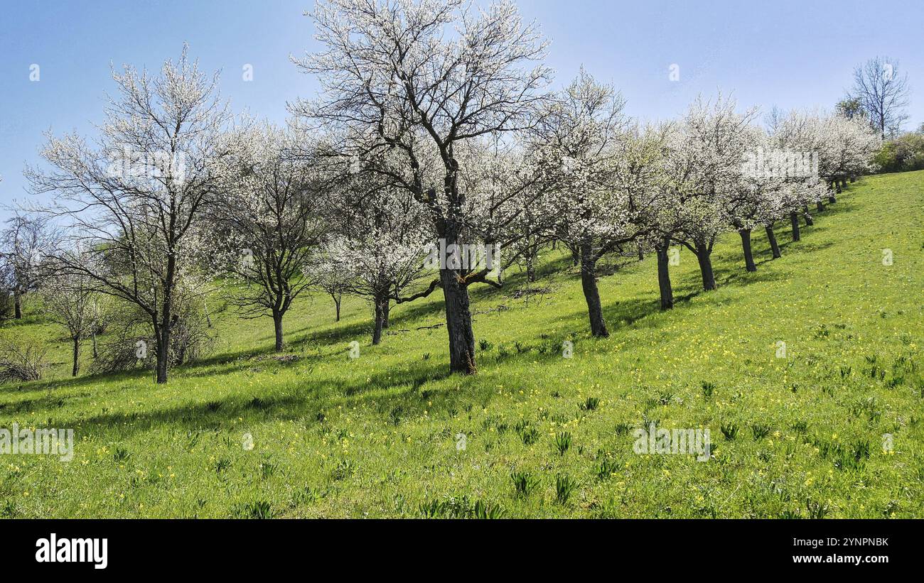 Verger prairie sur le Wurmlinger Kapellenwegle Banque D'Images