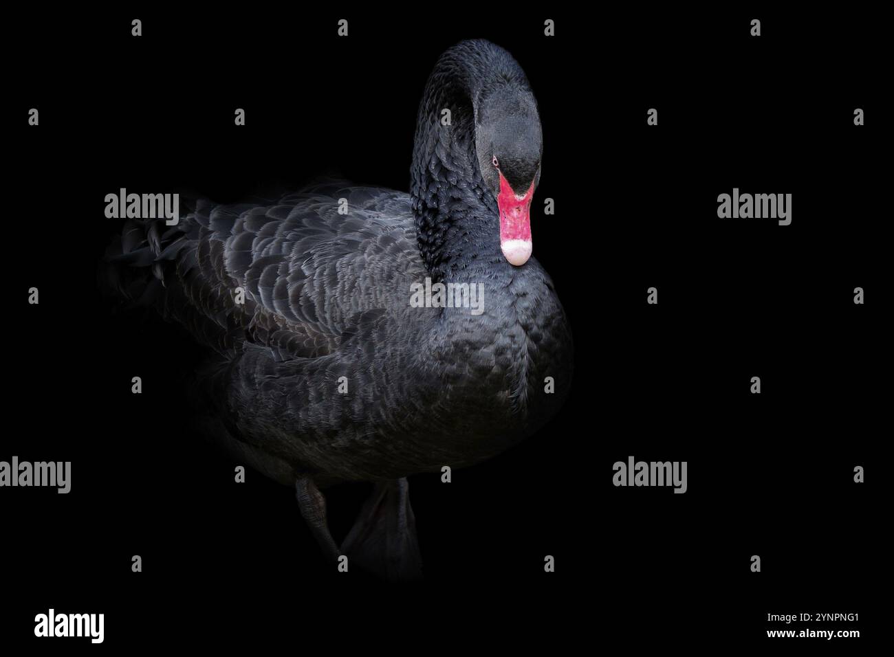 Cygne noir sur fond noir (Cygnus atratus). Magnifique cygne noir d'australie occidentale Banque D'Images