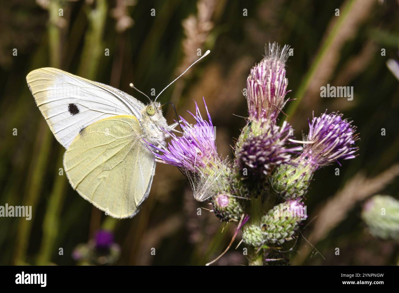 Un regard de près sur un papillon blanc dans l'habitat naturel sur des plantes colorées Banque D'Images