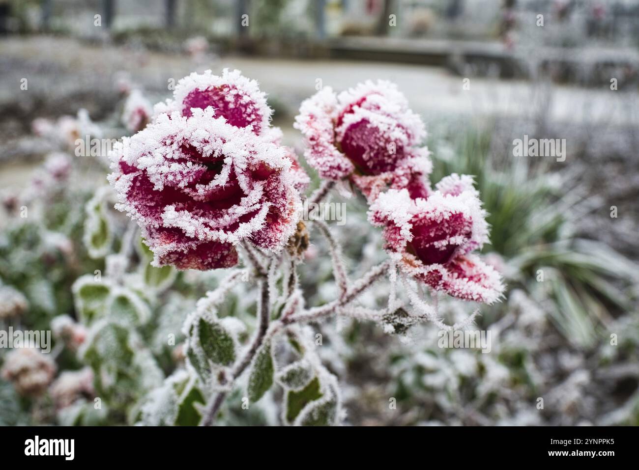 Gros plan de roses rouges recouvertes de neige sur fond flou Banque D'Images