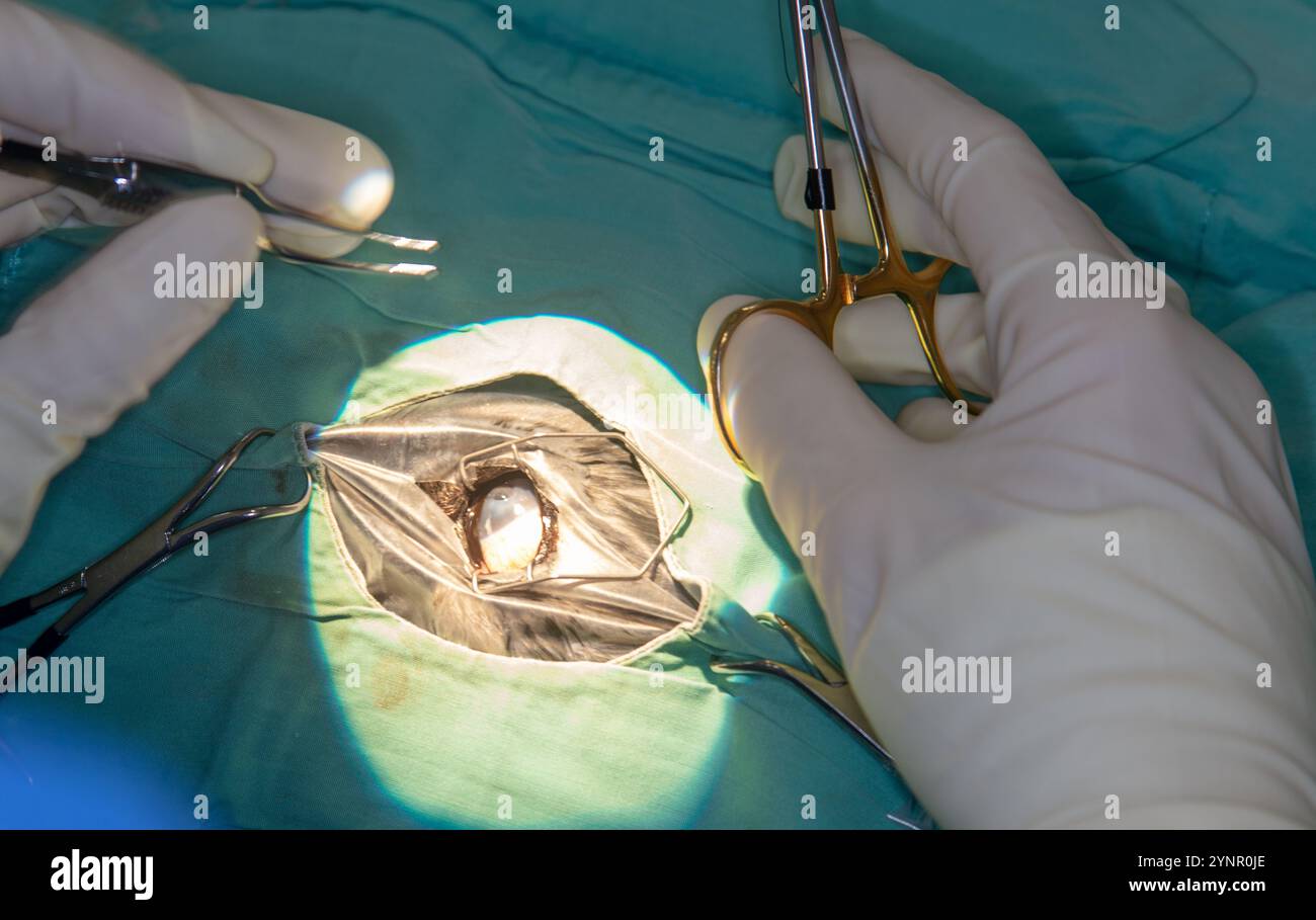 Chirurgie sur cornée perforée chez un Schnauzer Banque D'Images