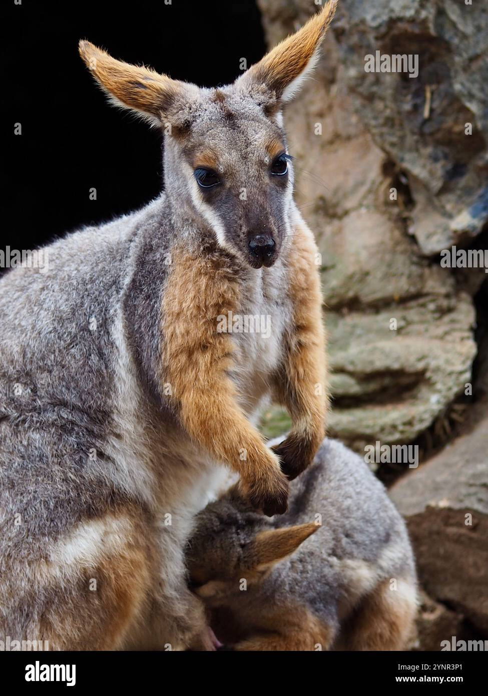 Attachant magnifique femelle Yellow-Foot Rock-Wallaby avec son joey. Banque D'Images