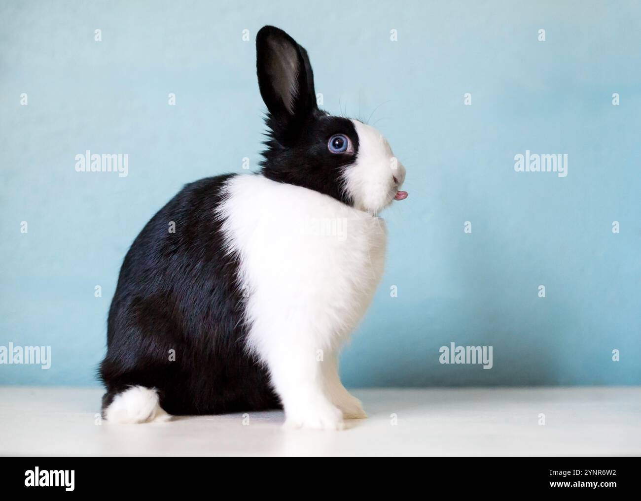 Un lapin noir et blanc aux yeux bleus qui sort la langue Banque D'Images