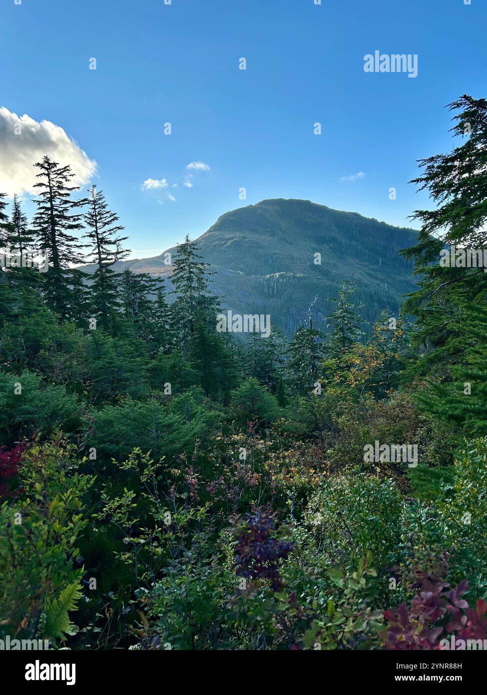 Randonnée dans les montagnes Ketchikan - Image de stock capturée avec un smartphone