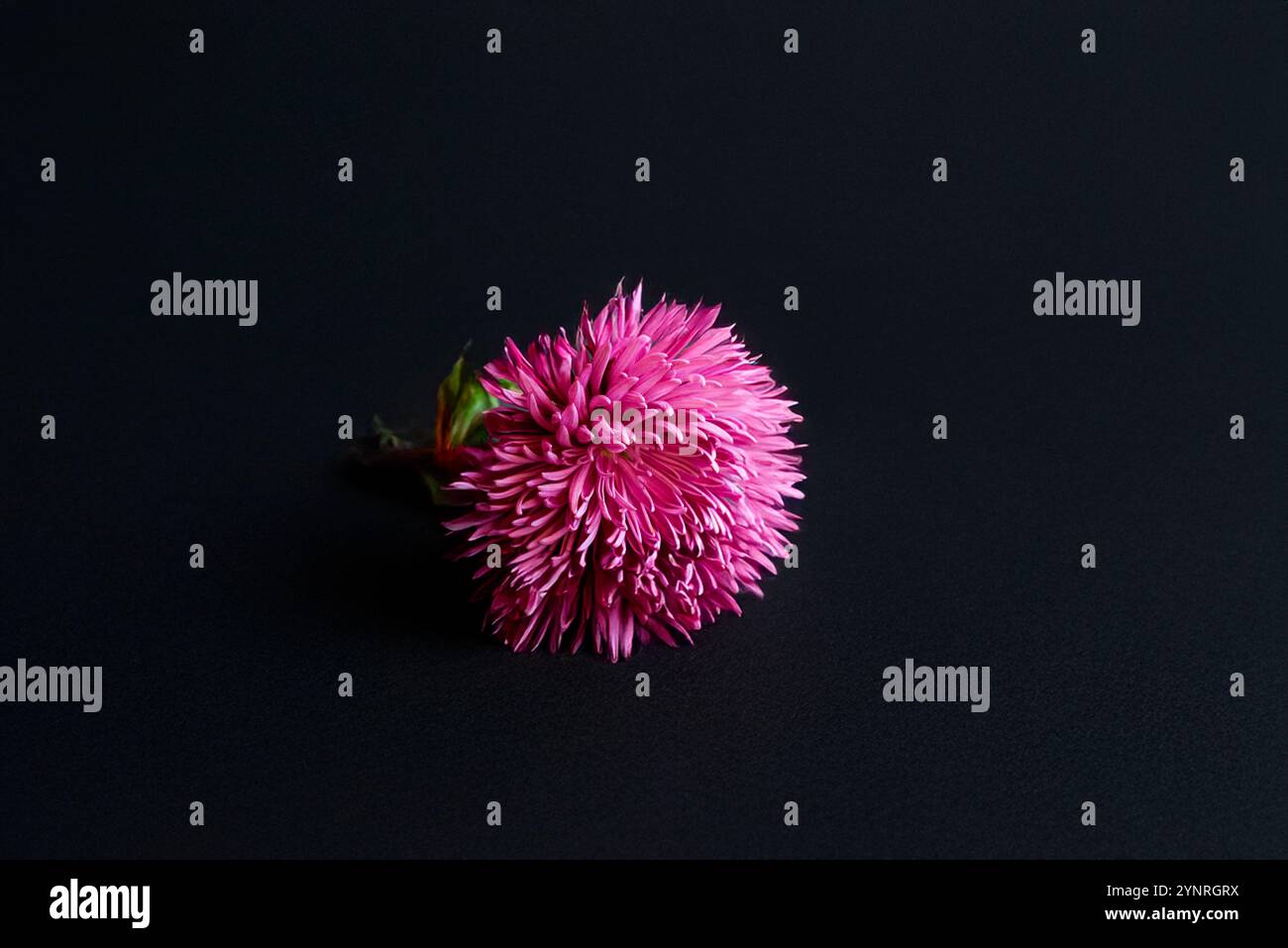 une fleur de chrysanthème rose sur fond noir texture de papier aquarelle Banque D'Images