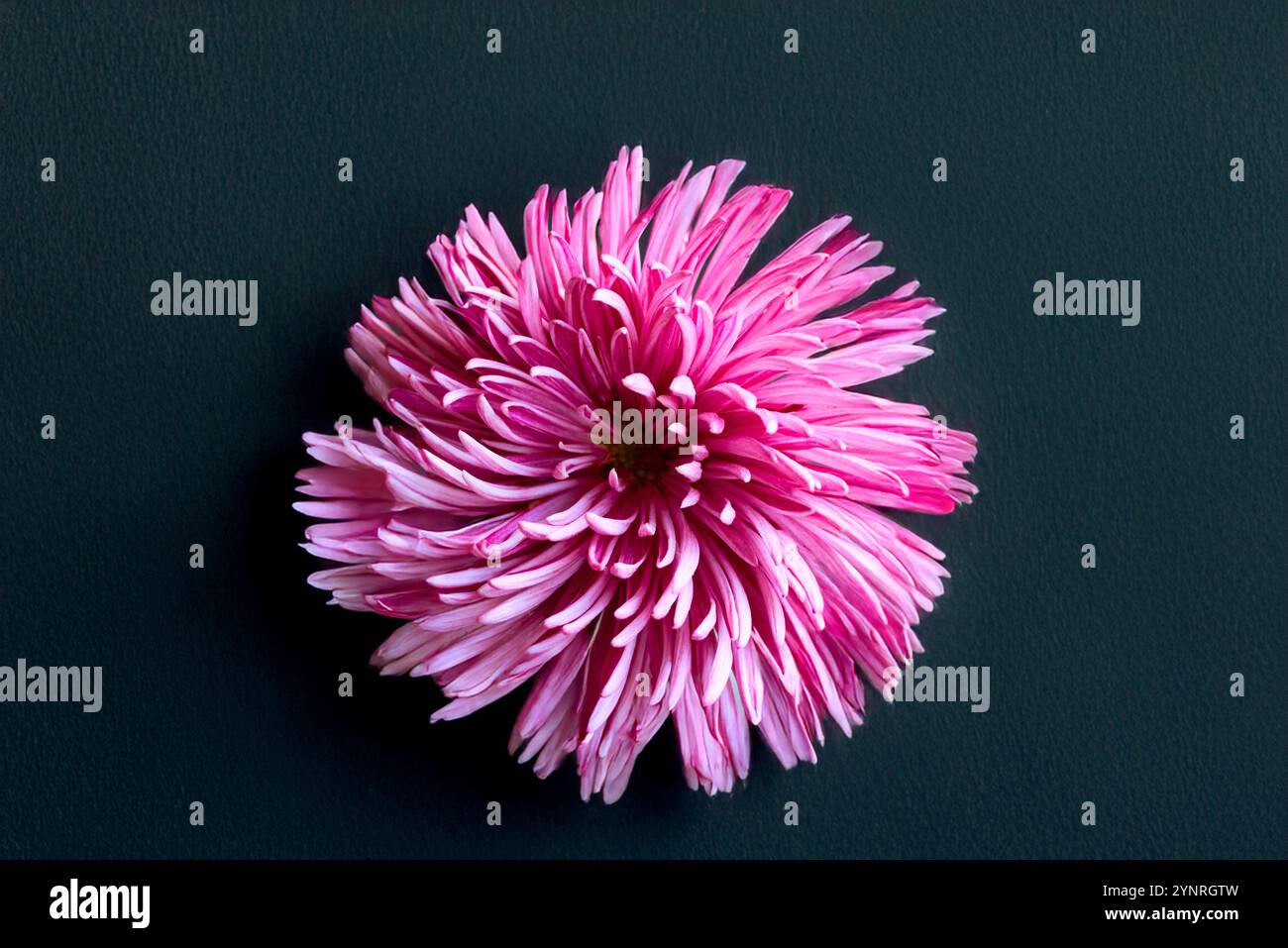 une fleur de chrysanthème rose sur fond noir texture de papier aquarelle Banque D'Images