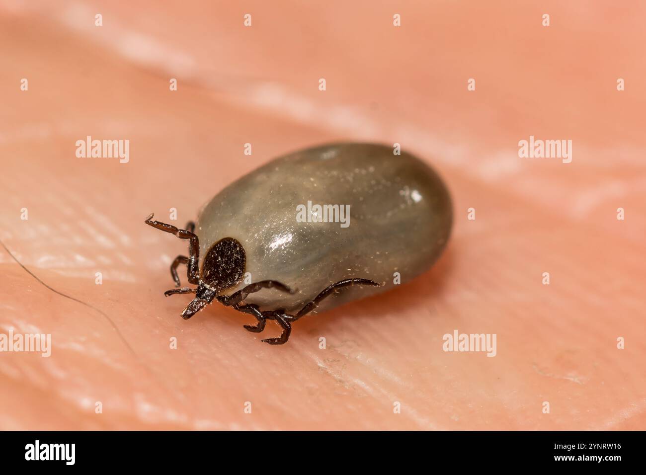 Engorged femelle Blackleg Tick - Ixodes scapularis Banque D'Images