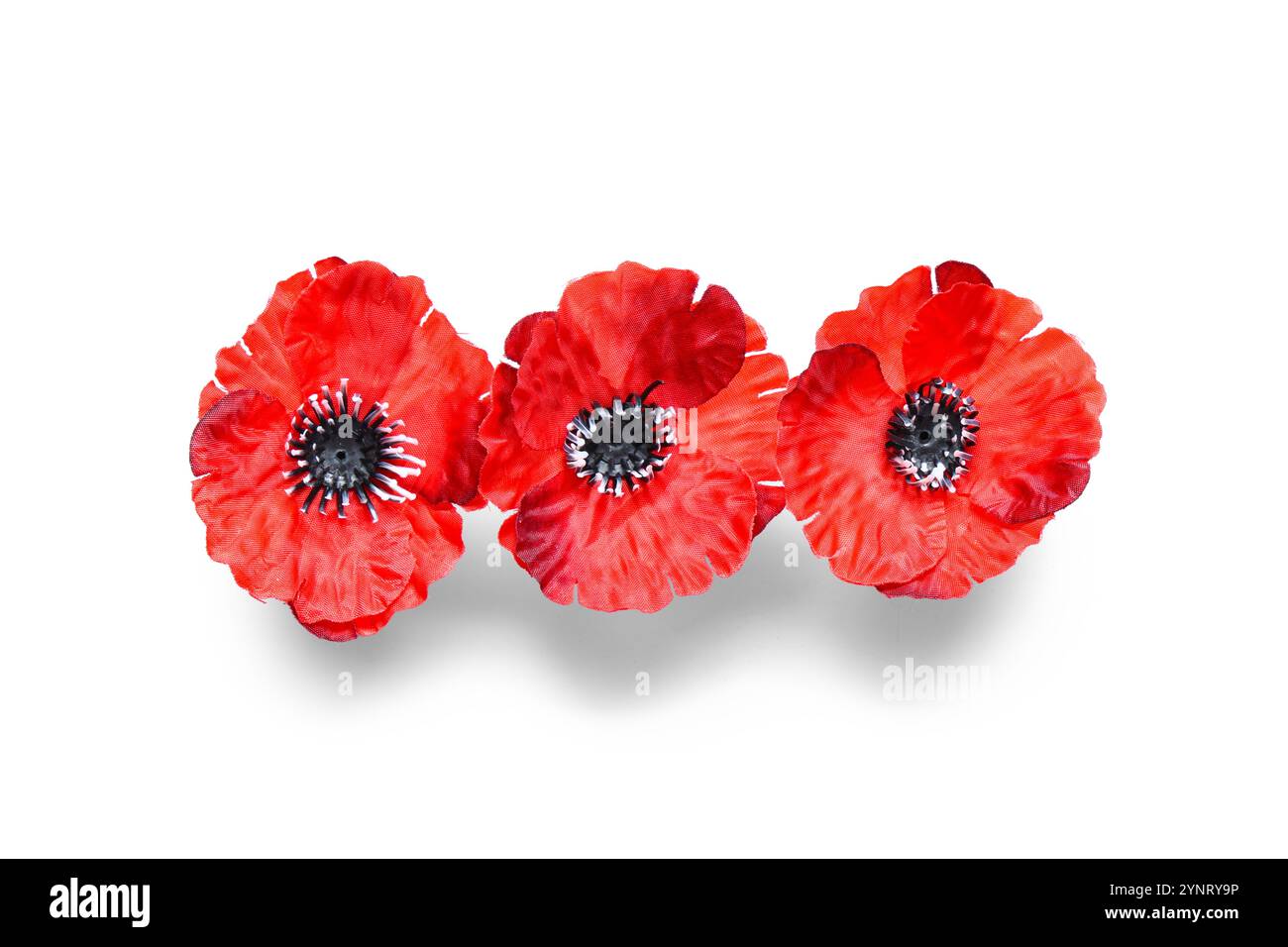 Fleurs de pavot sur fond blanc. Jour du souvenir Banque D'Images