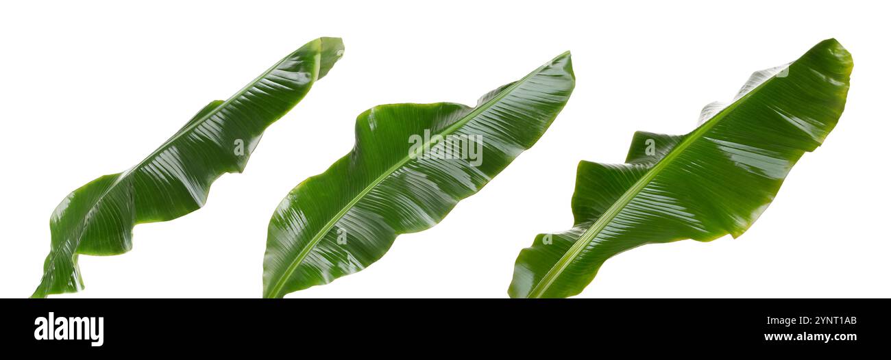 Feuilles de banane vert vif isolées sur blanc, serties Banque D'Images