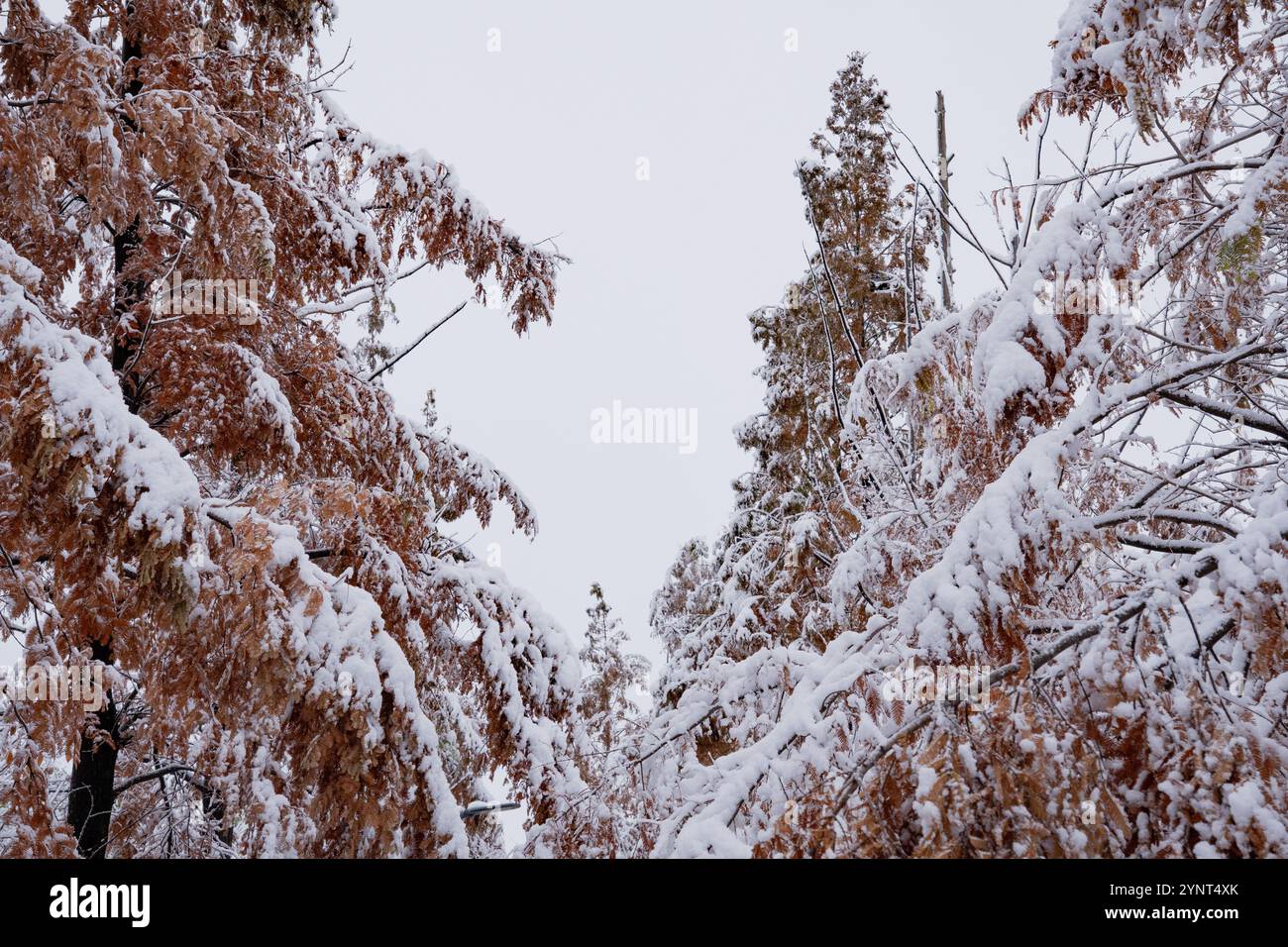 La neige tombe sur les feuilles jaunes d'automne. Banque D'Images