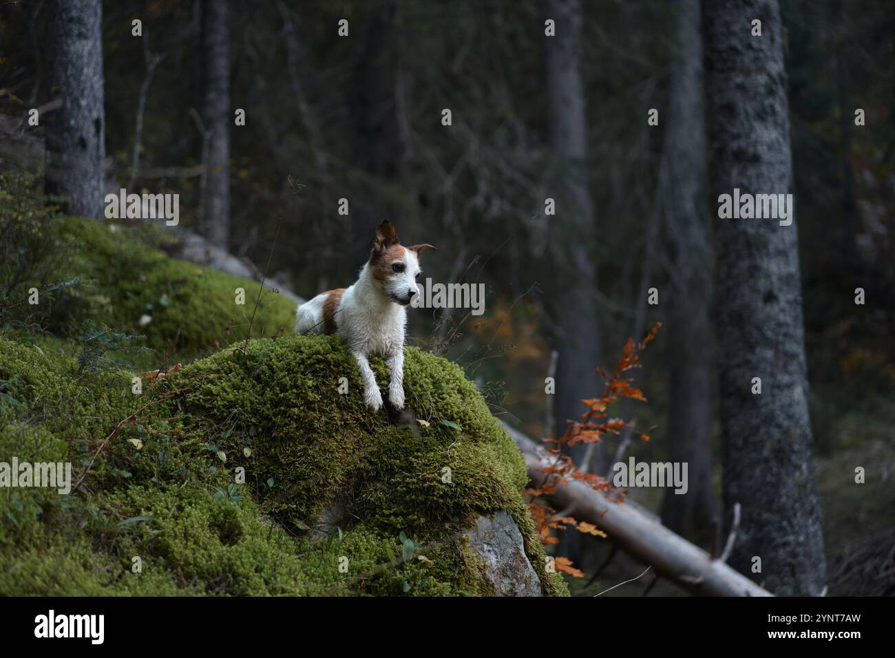 Un Jack Russell Terrier se dresse sur des rochers moussseux dans une forêt ombragée, observant ses environs. La scène souligne le caractère aventureux et vivant Banque D'Images