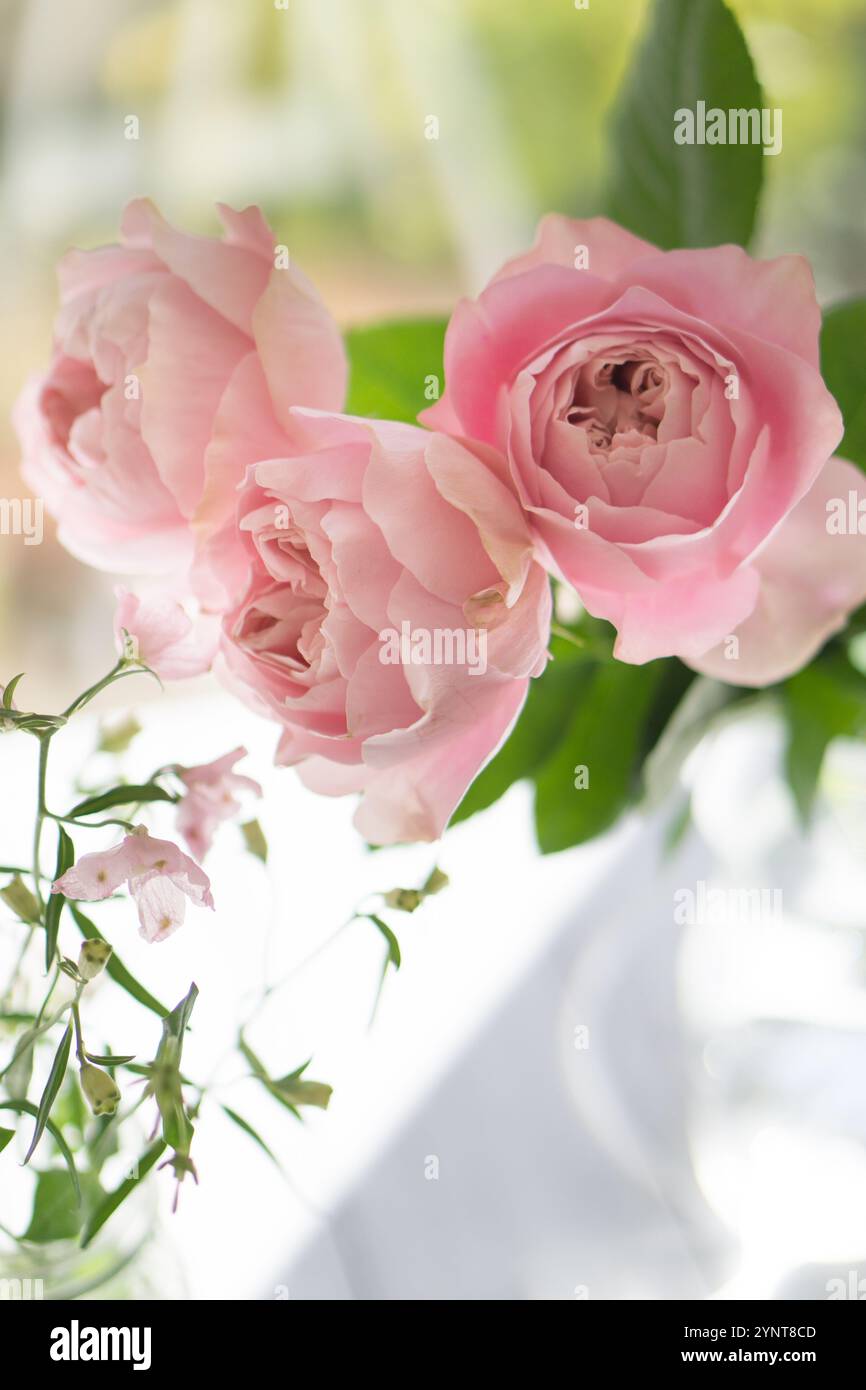 3 roses roses Banque D'Images