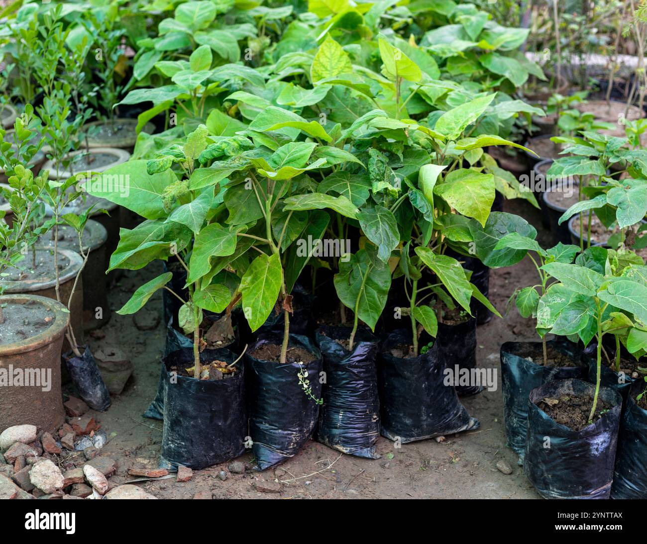 Semis de tamarillo ou de tomate poussant dans des sacs en polyéthylène en pépinière Banque D'Images