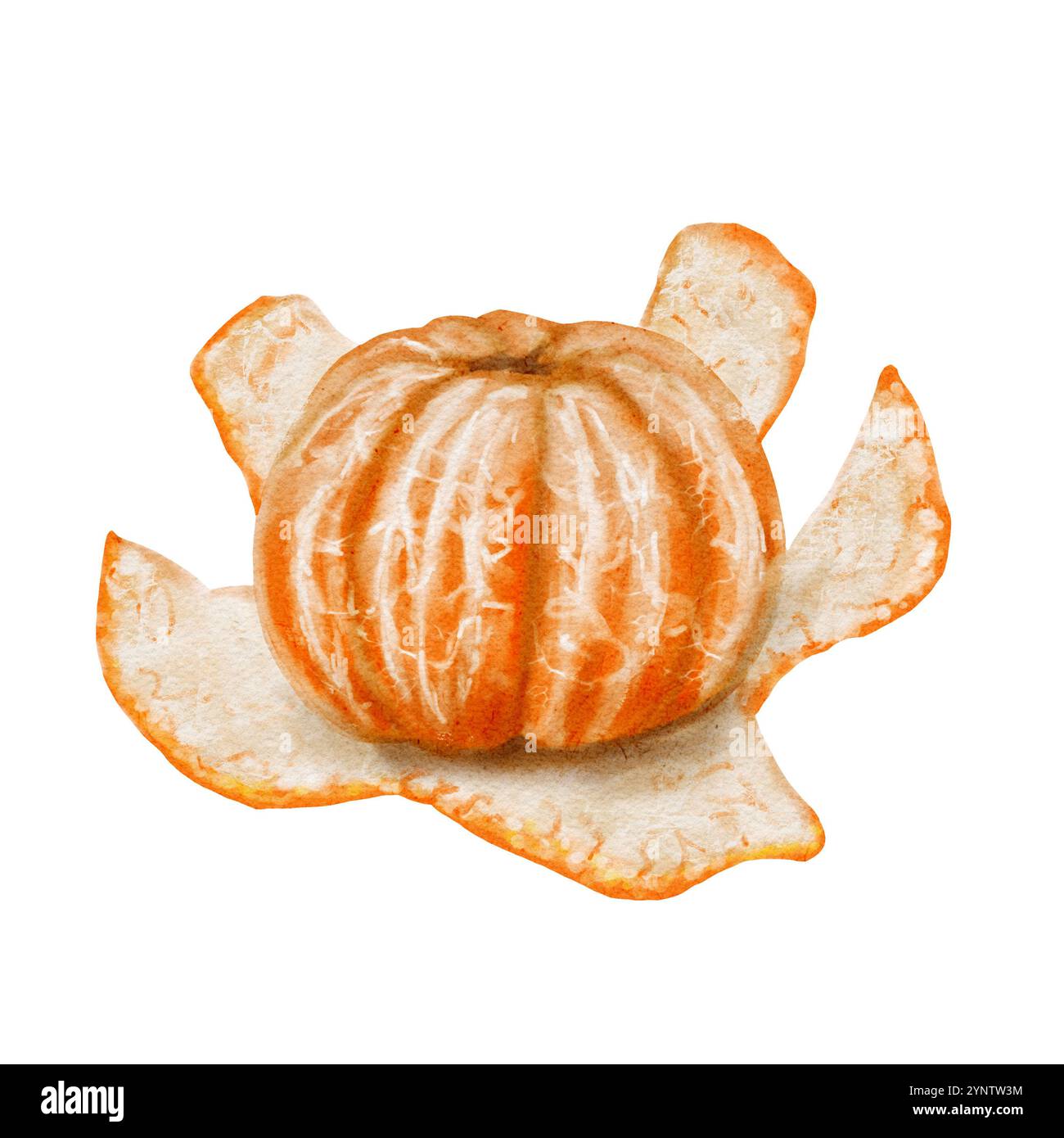 Une mandarine pelée repose sur la peau. Agrumes orange juteux. La peau est orange et blanche à l'intérieur. Une mandarine entière. Illustration aquarelle. Pour Banque D'Images