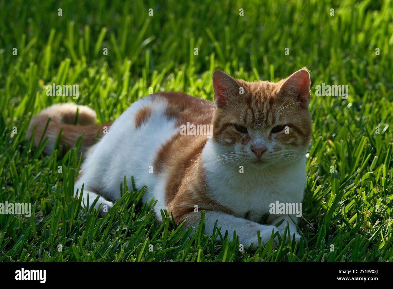 portrait d'un chat. chat au gingembre dans le jardin, focalisation sélective sur l'œil. Banque D'Images