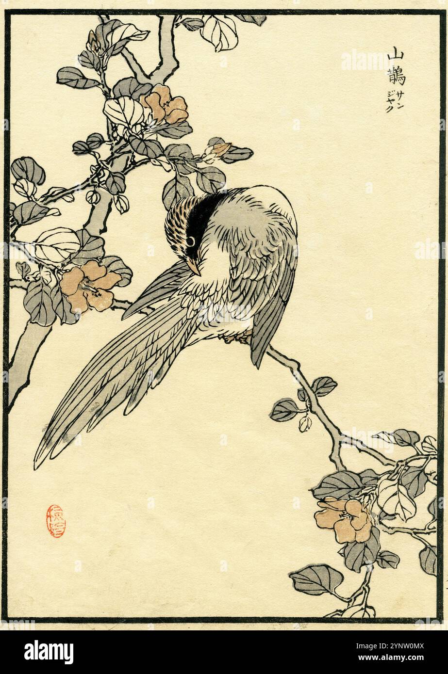 Cyanopica cyanus et Acer / Bairei album de cent oiseaux (Bairei Hyakucho Gafu) 1881 Banque D'Images