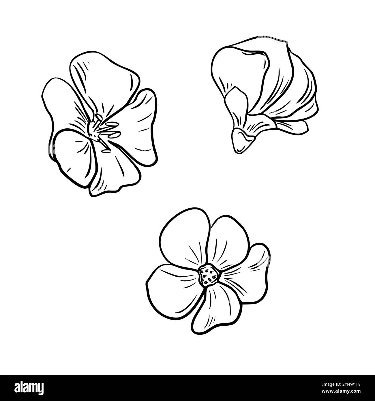 Ensemble de fleurs de lin noir blanc illustration vectorielle isolée. Linum usitatissimum plantes à base de plantes dessin graphique dessiné à la main. Têtes de fleurs en dessin au trait pour Illustration de Vecteur