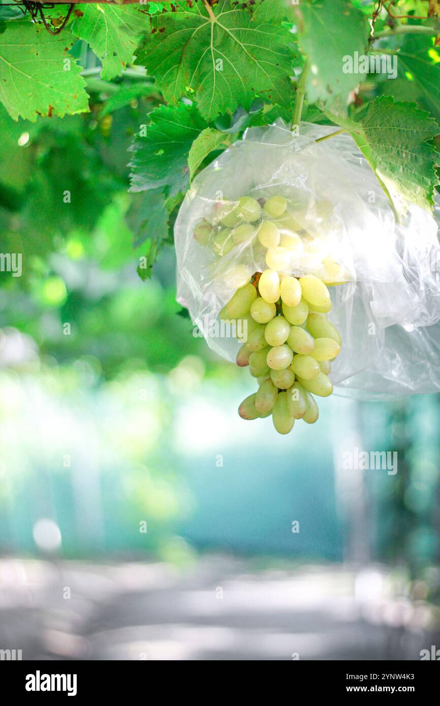 Le raisin vert est un fruit sucré qui pousse en grappes. Le fruit fait une collation populaire, à la fois en raison de sa saveur sucrée Banque D'Images