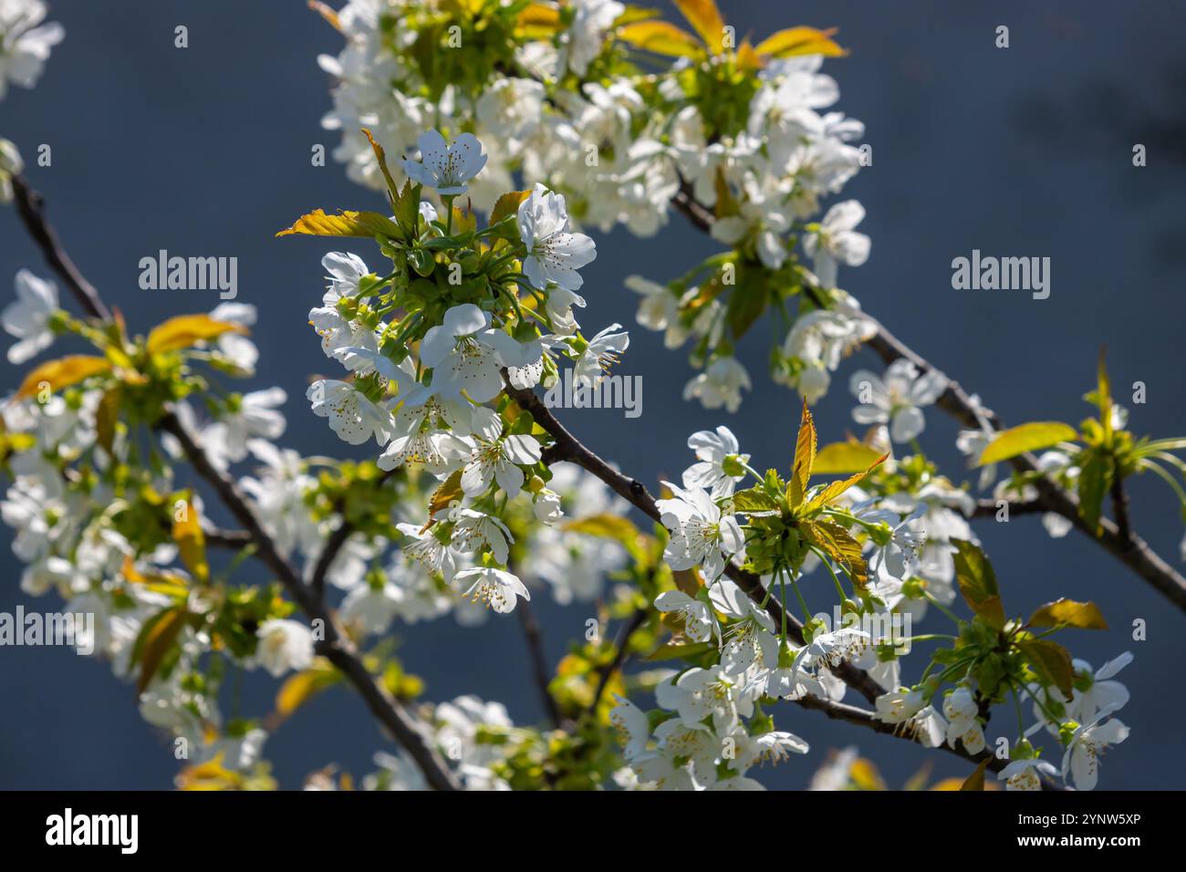 Foyer sélectif de belles branches de cerisiers en fleurs sur l'arbre sous ciel bleu, belles fleurs Sakura pendant la saison de printemps dans le parc, Floral Banque D'Images