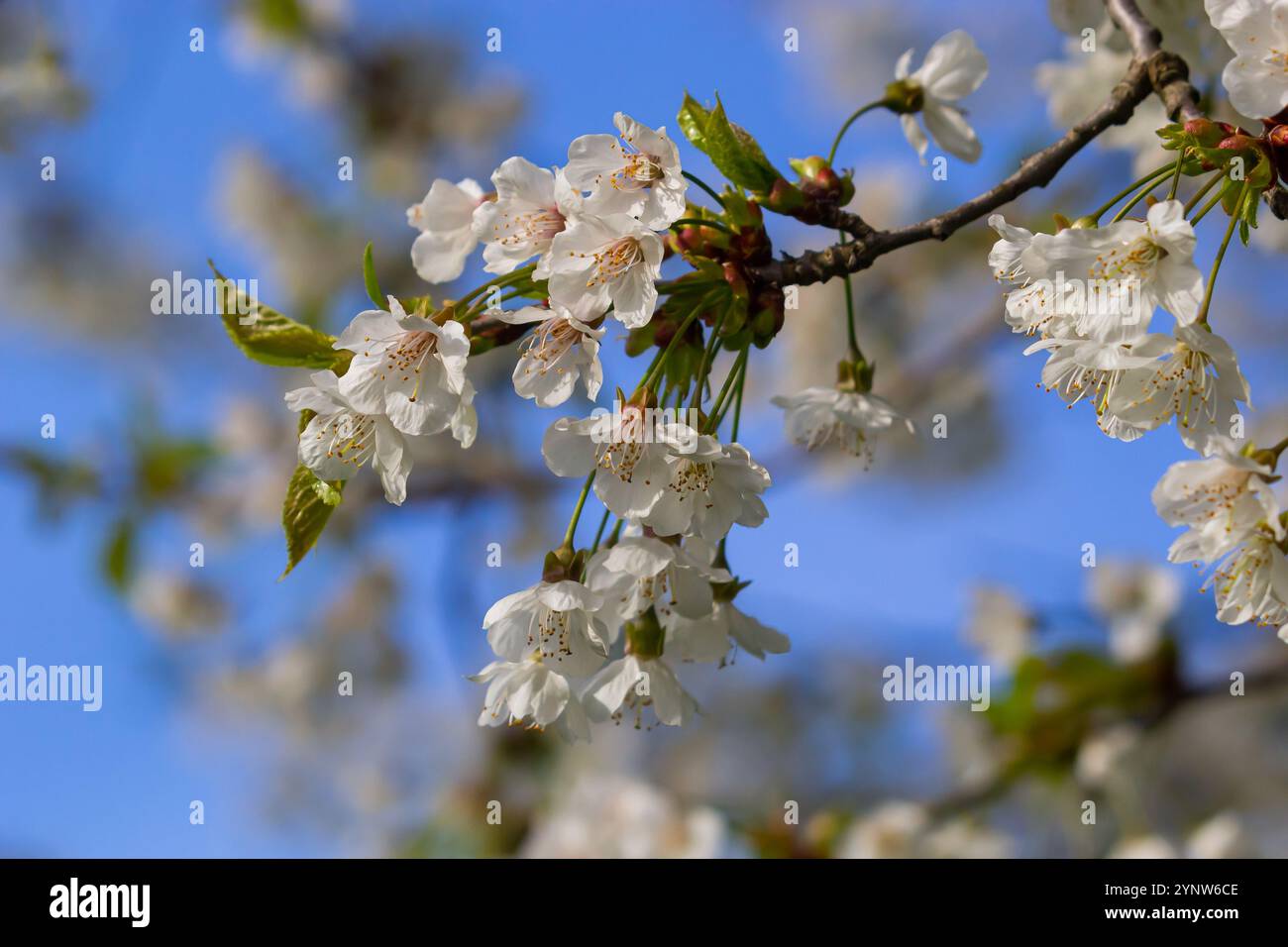 Foyer sélectif de belles branches de cerisiers en fleurs sur l'arbre sous ciel bleu, belles fleurs Sakura pendant la saison de printemps dans le parc, Floral Banque D'Images