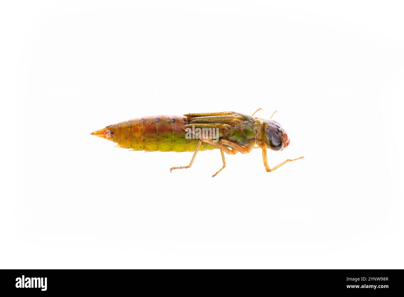 Les larves de Dragonfly, et sur un fond blanc Banque D'Images