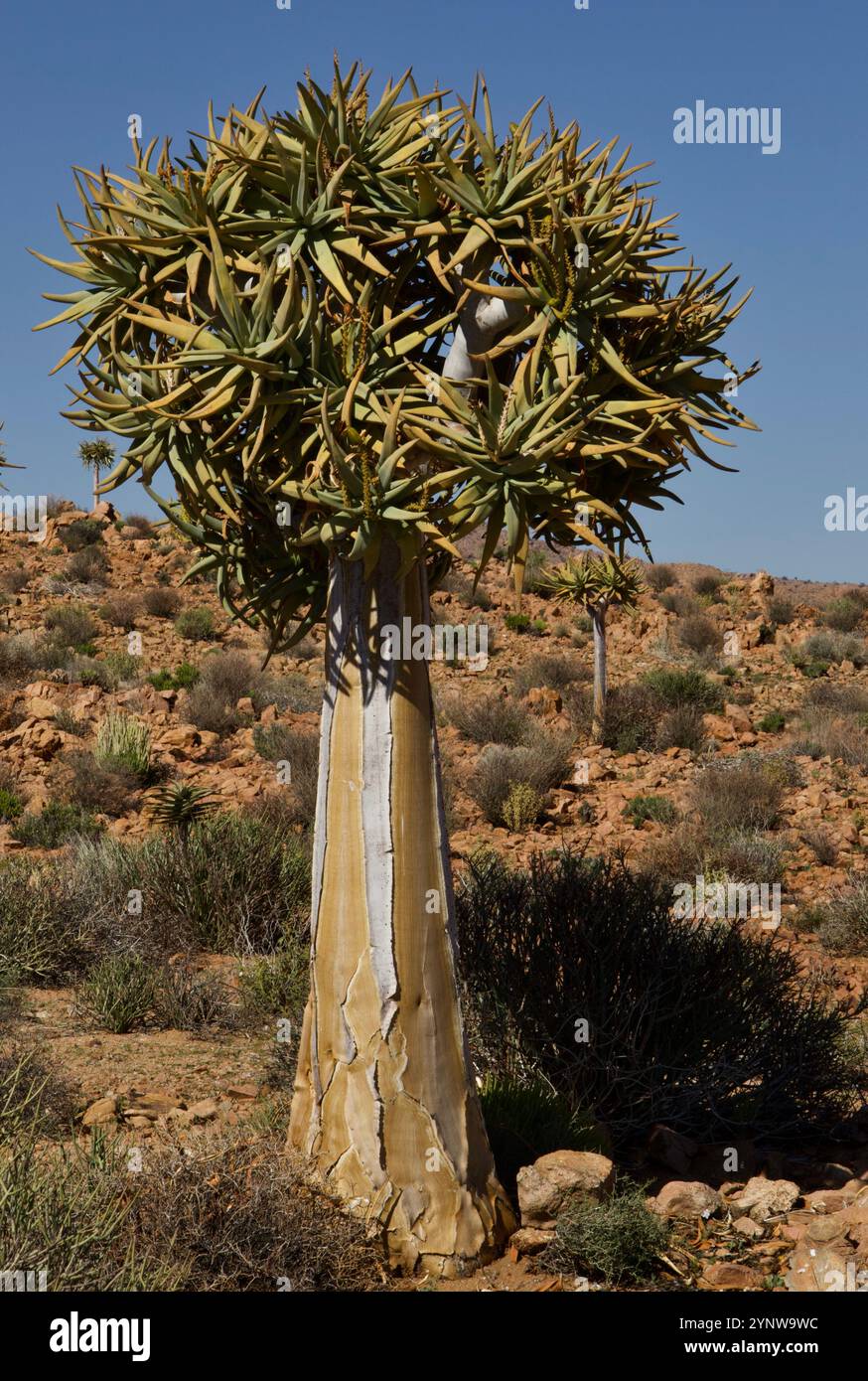 Arbre quiver Namakwaland Afrique du Sud Banque D'Images