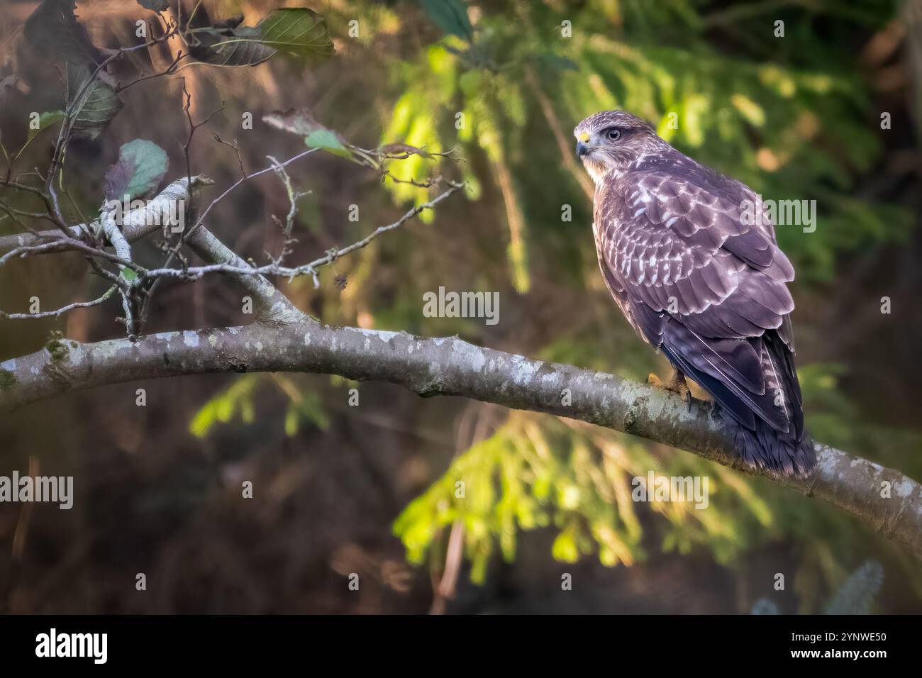 Buzzard commun (Buteo buteo) dans la forêt, Perthshire, Écosse Banque D'Images