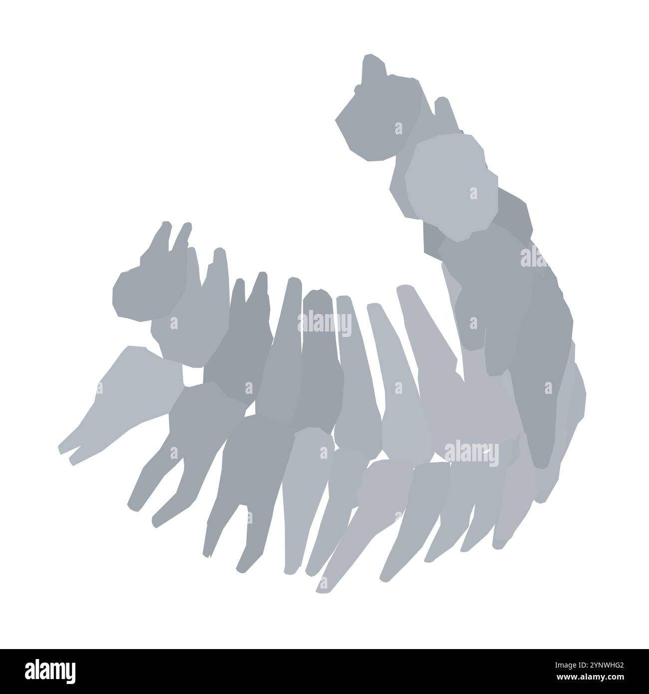 Types de silhouette dentaire. Diverses dents humaines avec racines, molaires, prémolaires, canines. Illustration vectorielle. Illustration de Vecteur