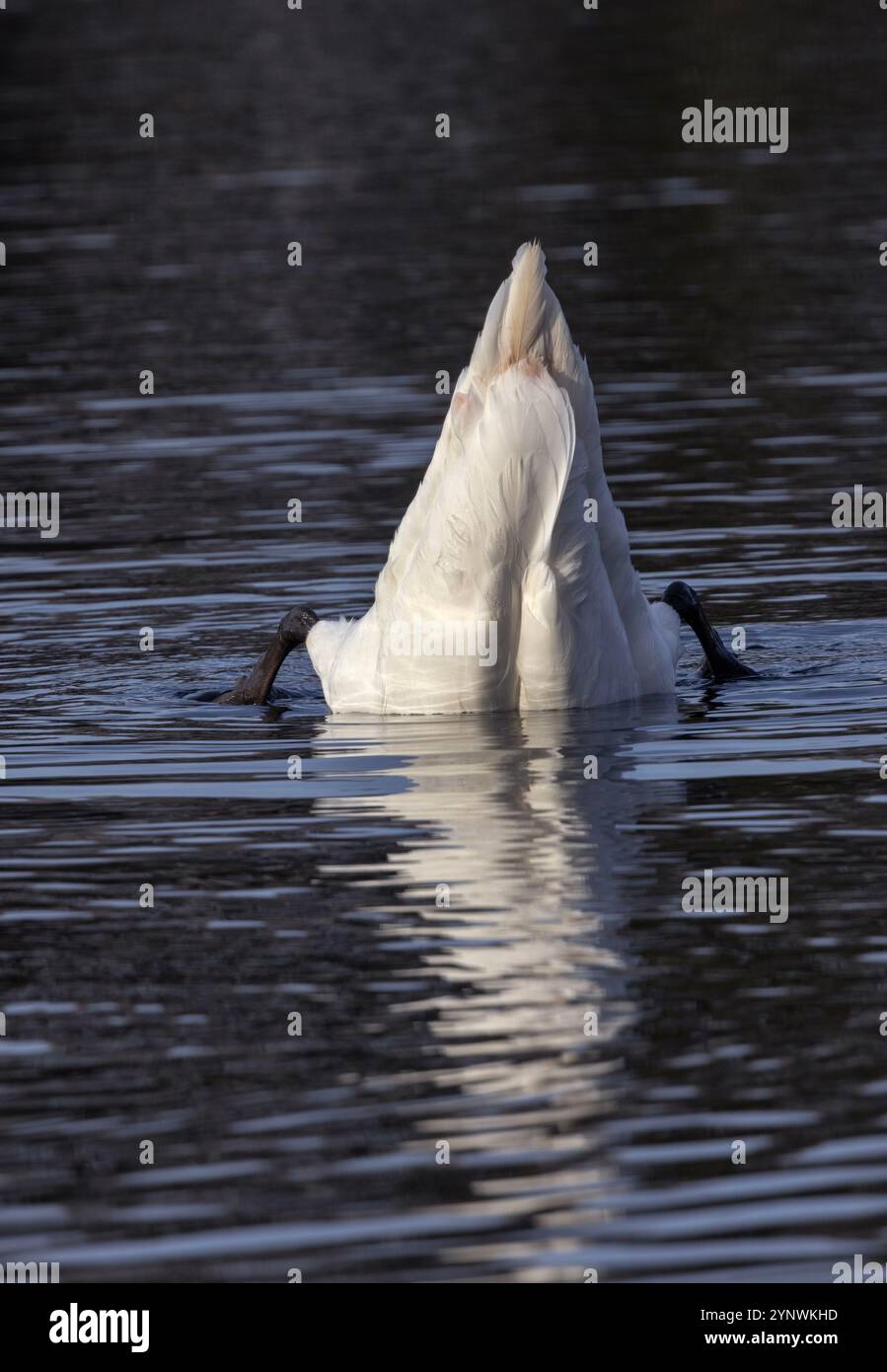 Les cygnes muets sont des oiseaux aquatiques communs que l'on trouve dans les cours d'eau urbains et ruraux. Ils sont grands et ont des habitudes d'alimentation distinctives comme l'up-ending pour nourrir facilement Banque D'Images