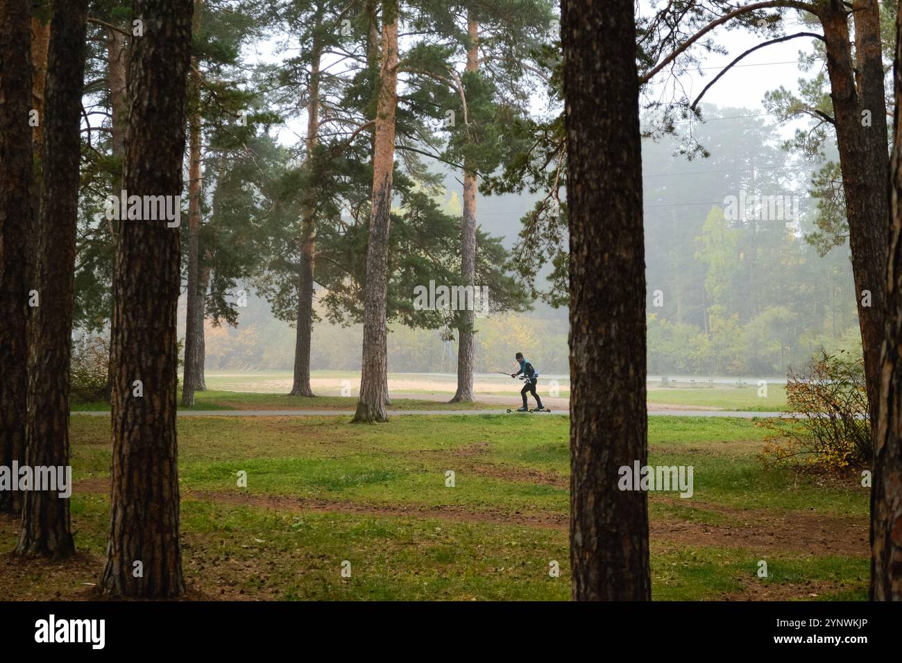 Le skieur roule en skis à roulettes le long du chemin parmi les pins dans la forêt Banque D'Images