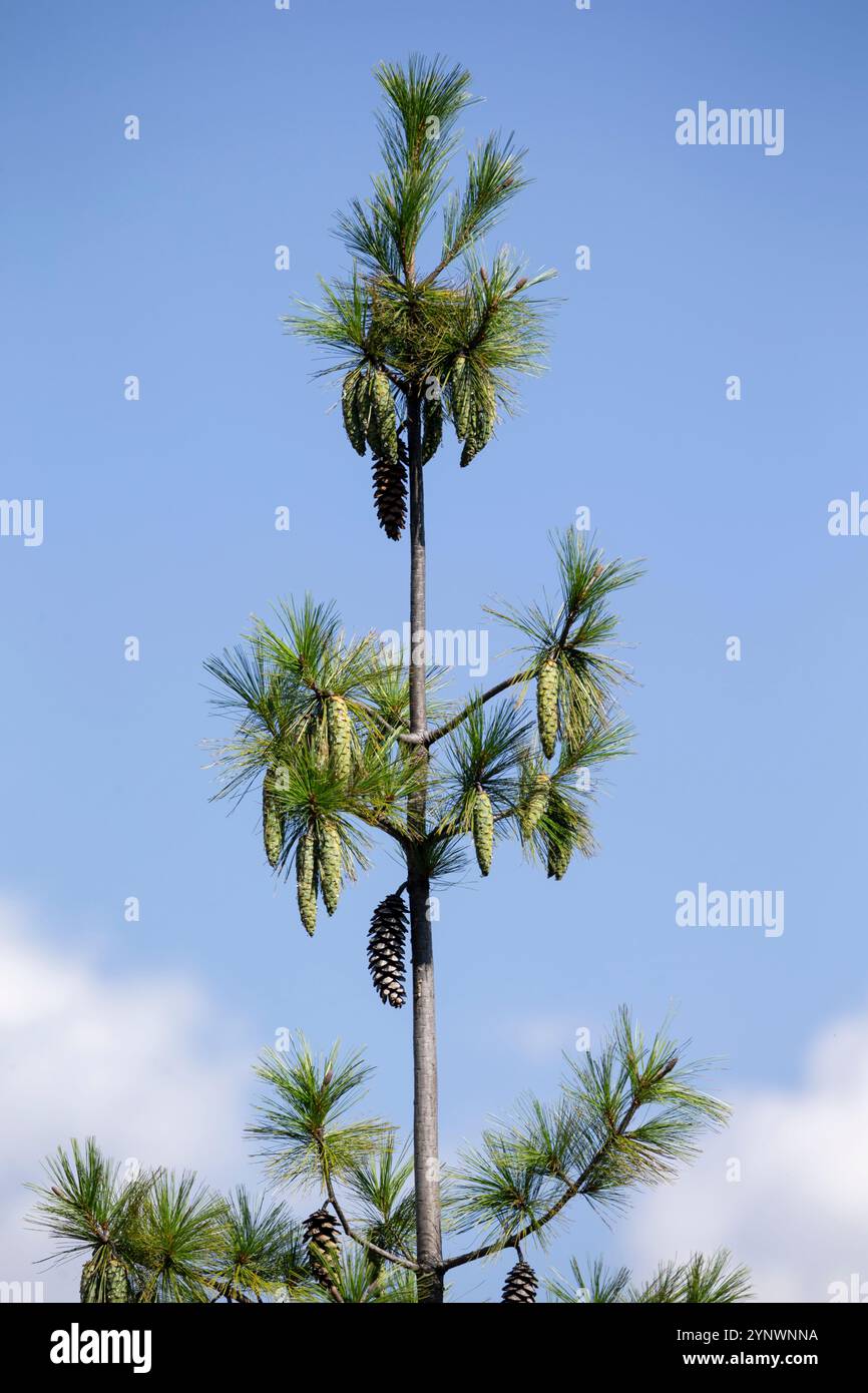 Pinus wallichiana (pin du Bhoutan) poussant au Bhoutan. Banque D'Images