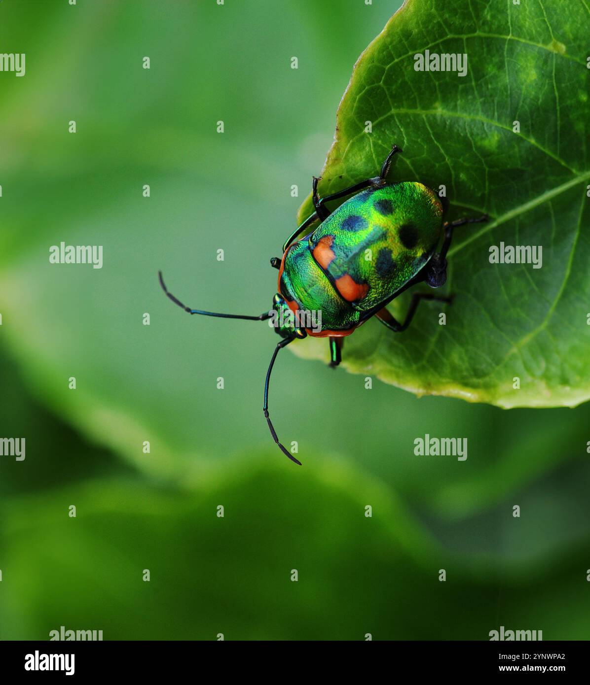 Coléoptère irisé sur feuille vue de dessus. Coléoptère errant sur une vigne de fruit de la passion dans le jardin de l'arrière-cour Banque D'Images