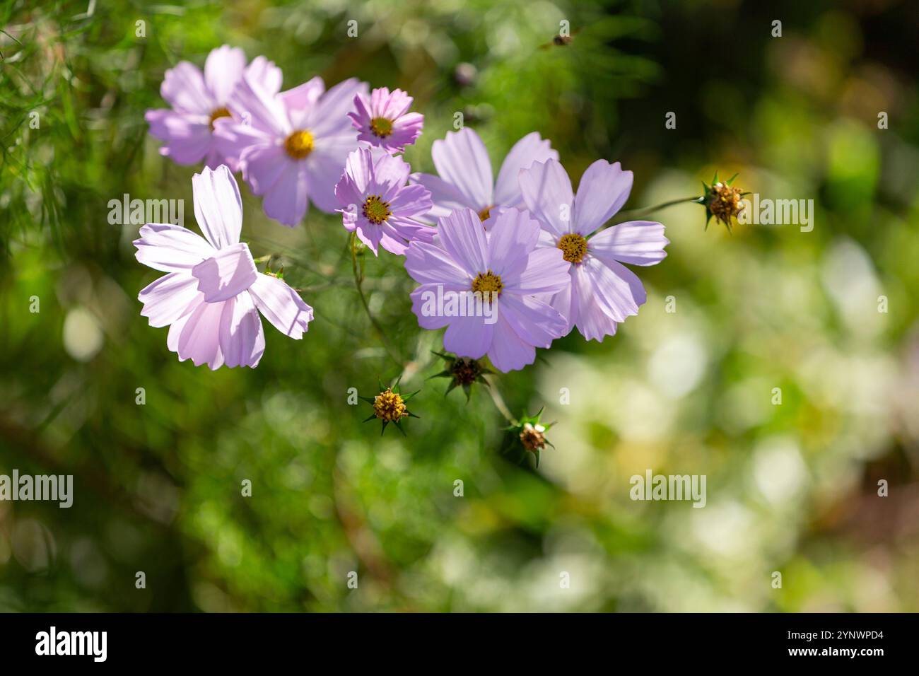 un groupe de délicates fleurs de cosmos roses en fleurs. Les fleurs ont une couleur pastel douce et sont entourées d'un feuillage vert luxuriant. Banque D'Images