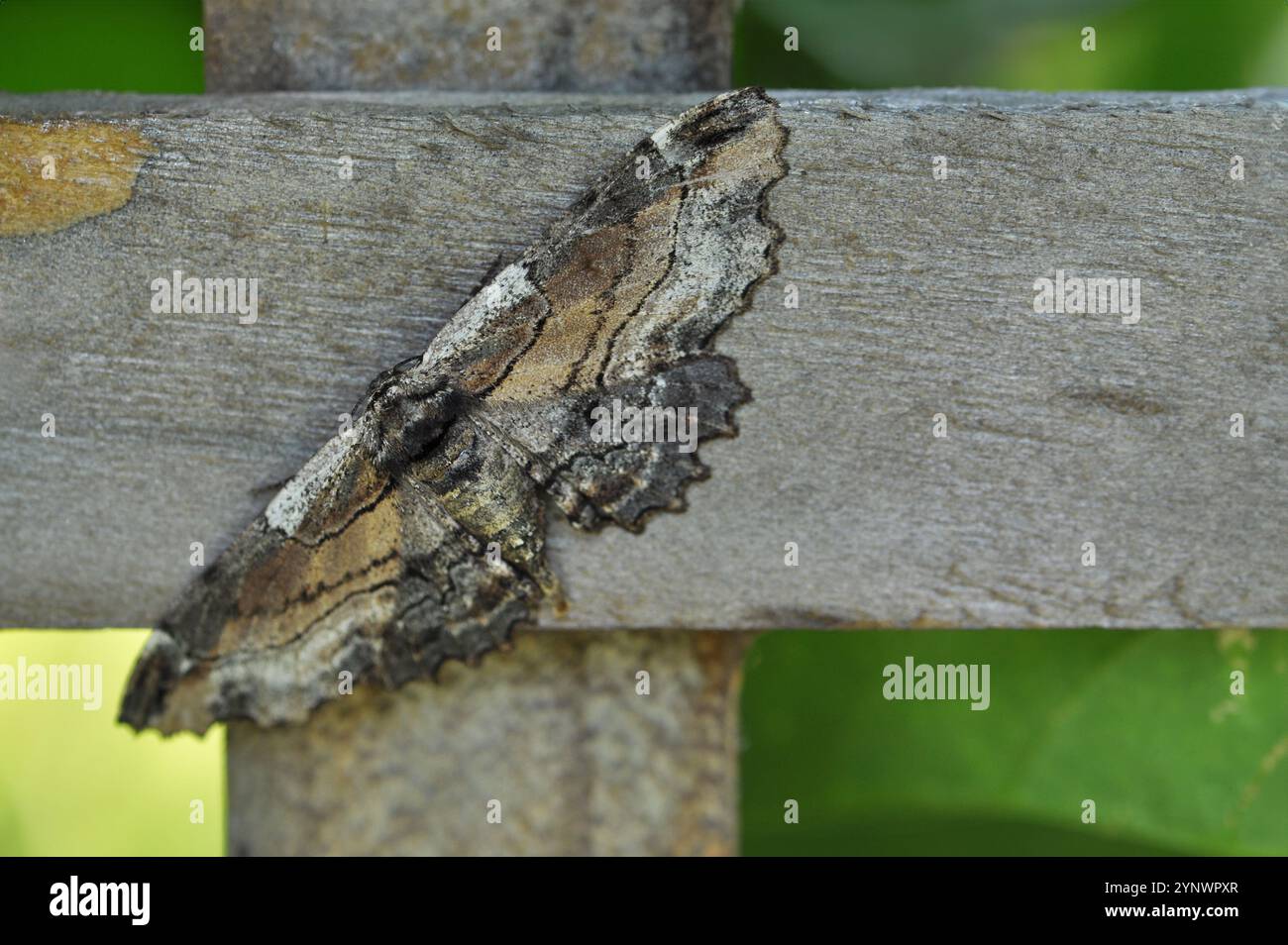Papillon camouflé sur une clôture de jardin en bois macro gros plan, papillon brun et gris Banque D'Images